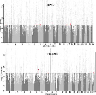 Twelve New Genomic Loci Associated With Bone Mineral Density